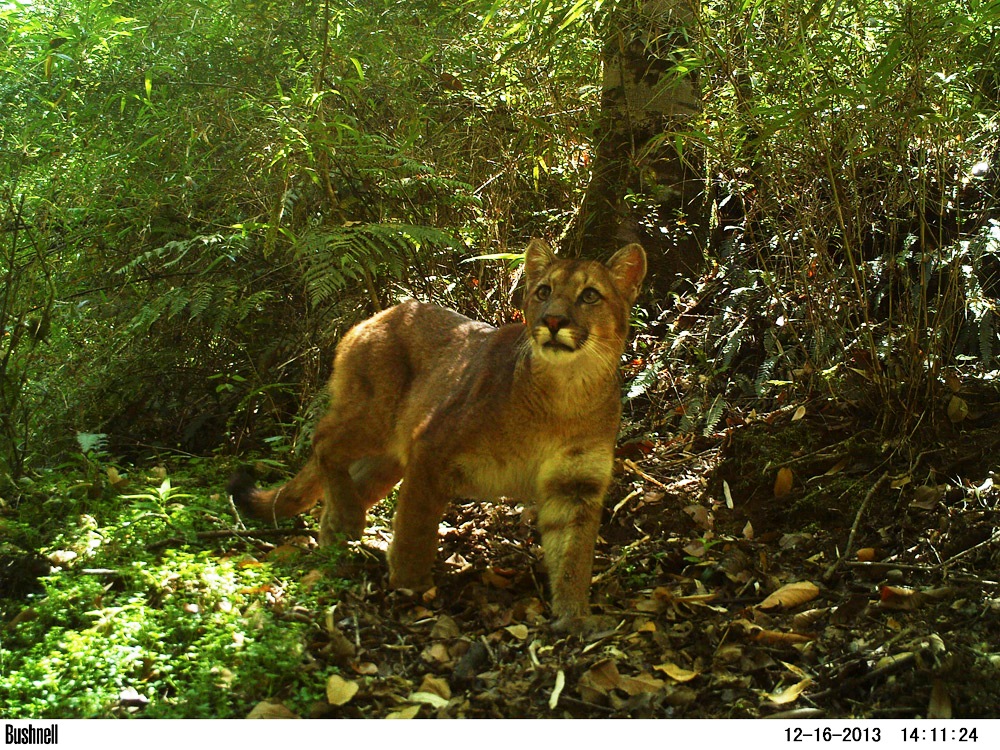 AnimalPortrait NicolasGalvez Puma Puma concolor in forested ravine 1
