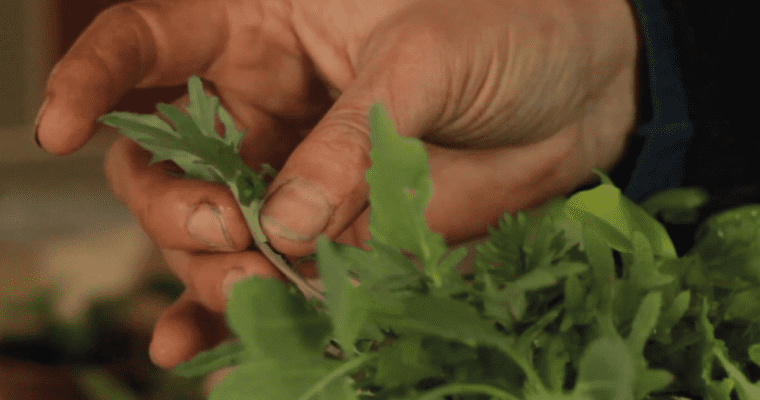 Mujer manipula hortalizas recién cosechadas. Fotograma corto documental 